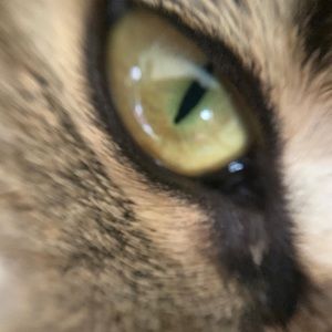 Meet your Posher, Dylan